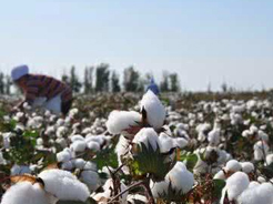 网易新闻：国家棉花产业联盟举办首届绿色棉田秀暨CCIA高品质棉花竞拍大会