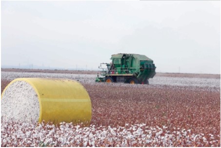《农民日报》：“宽早优＋N”：新疆棉花的升级密码